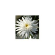Grande marguerite 'Wirral Supreme' - Leucanthemum maximum (enbodenumer / flickr.com)