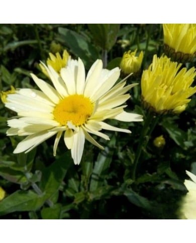 Grande marguerite 'Banana Cream' - Leucanthemum superbum