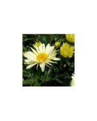 Grande marguerite 'Banana Cream' - Leucanthemum superbum
