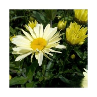 Grande marguerite 'Banana Cream' - Leucanthemum superbum