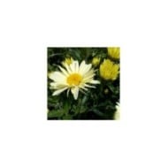 Grande marguerite 'Banana Cream' - Leucanthemum superbum
