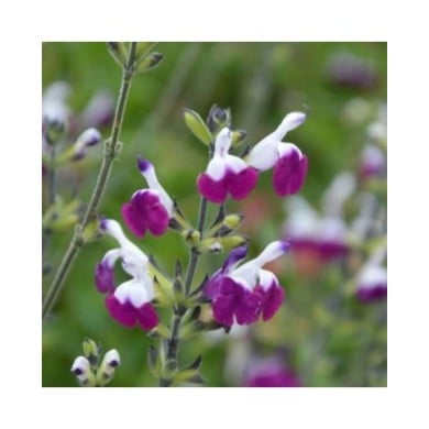 Sauge 'Amethyst Lips'  (Salvia microphylla)