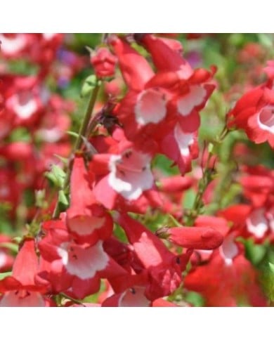 Penstemon 'Le Phare' - Galane
