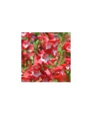 Penstemon 'Le Phare' - Galane