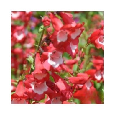 Penstemon 'Le Phare' - Galane