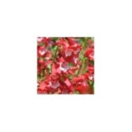 Penstemon 'Le Phare' - Galane