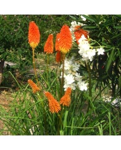 Tritoma 'Papaya Popsicle' - Kniphofia (Roula30 / wikimedia.org)