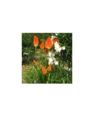 Tritoma 'Papaya Popsicle' - Kniphofia (Roula30 / wikimedia.org)