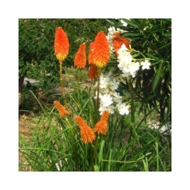 Tritoma 'Papaya Popsicle' - Kniphofia (Roula30 / wikimedia.org)