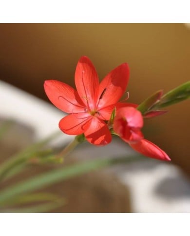 Schizostylis 'Major' - Lis des Cafres (Stefano / flickr.com)