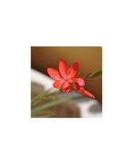 Schizostylis 'Major' - Lis des Cafres (Stefano / flickr.com)
