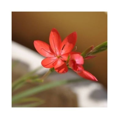 Schizostylis 'Major' - Lis des Cafres (Stefano / flickr.com)