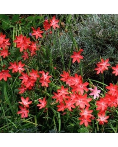 Schizostylis 'Major' - Lis des Cafres (peganum / flickr.com)