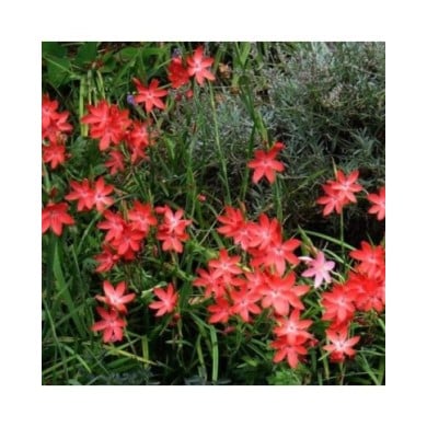 Schizostylis 'Major' - Lis des Cafres (peganum / flickr.com)