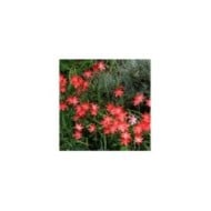 Schizostylis 'Major' - Lis des Cafres (peganum / flickr.com)