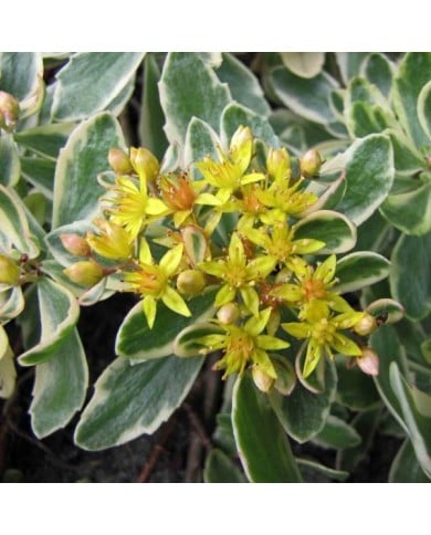 Sedum kamtschaticum 'Variegatum' (HQ Flower Guide / flickr.com)