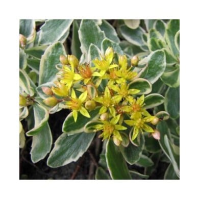 Sedum kamtschaticum 'Variegatum' (HQ Flower Guide / flickr.com)