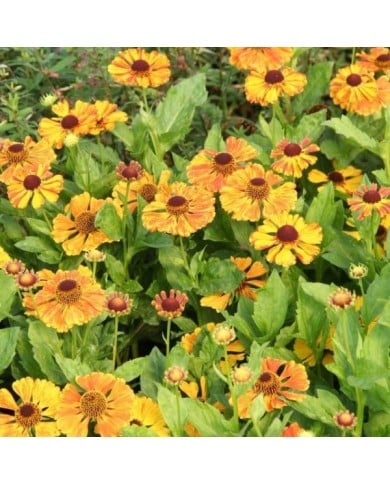 Helenium 'Flamenco' (Marie-Elise Liennard)