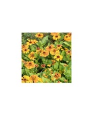 Helenium 'Flamenco' (Marie-Elise Liennard)