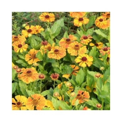 Helenium 'Flamenco' (Marie-Elise Liennard)