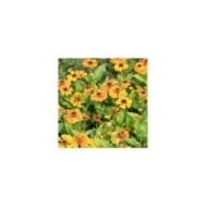 Helenium 'Flamenco' (Marie-Elise Liennard)