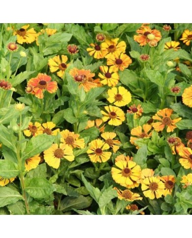 Helenium 'Flamenco' (Marie-Elise Liennard)