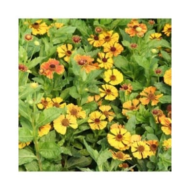 Helenium 'Flamenco' (Marie-Elise Liennard)