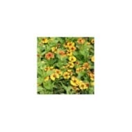 Helenium 'Flamenco' (Marie-Elise Liennard)