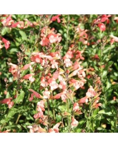 Salvia jamensis 'California Sunset' (Marie-Elise Liennard)