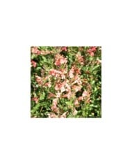 Salvia jamensis 'California Sunset' (Marie-Elise Liennard)