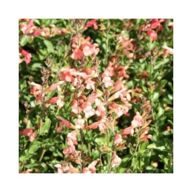 Salvia jamensis 'California Sunset' (Marie-Elise Liennard)