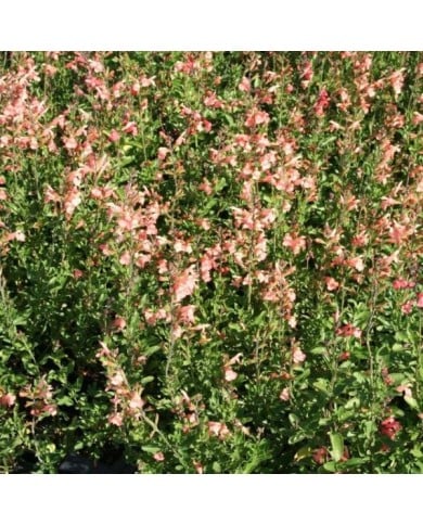 Salvia jamensis 'California Sunset' (Marie-Elise Liennard)