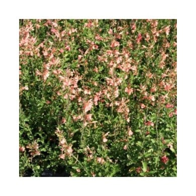 Salvia jamensis 'California Sunset' (Marie-Elise Liennard)