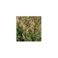 Salvia jamensis 'California Sunset' (Marie-Elise Liennard)