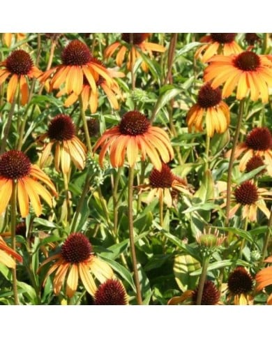 Echinacea 'Tangerine Dream (Marie-Elise Liennard)