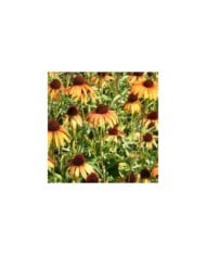 Echinacea 'Tangerine Dream (Marie-Elise Liennard)
