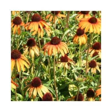 Echinacea 'Tangerine Dream (Marie-Elise Liennard)