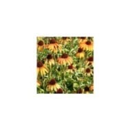 Echinacea 'Tangerine Dream (Marie-Elise Liennard)