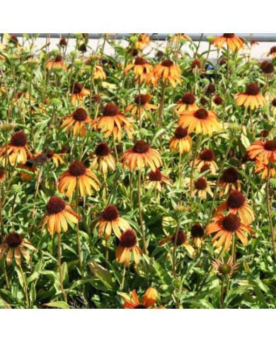 Echinacea 'Tangerine Dream (Marie-Elise Liennard)