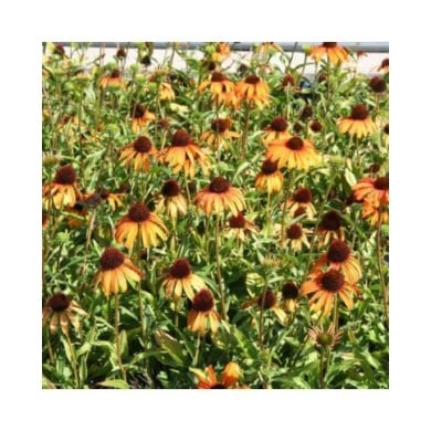 Echinacea 'Tangerine Dream (Marie-Elise Liennard)