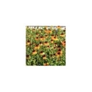 Echinacea 'Tangerine Dream (Marie-Elise Liennard)