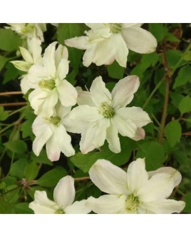 Clématite montana Starlet® White Perfume 'fpdw2009