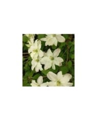 Clématite montana Starlet® White Perfume 'fpdw2009