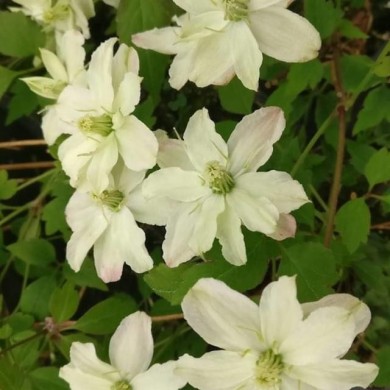 Clématite montana Starlet® White Perfume 'fpdw2009