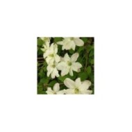 Clématite montana Starlet® White Perfume 'fpdw2009