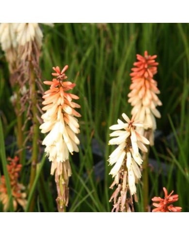 Kniphofia 'Orange Vanilla Popsicle' (Marie-Elise Liennard)