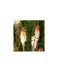 Kniphofia 'Orange Vanilla Popsicle' (Marie-Elise Liennard)