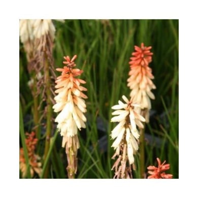 Kniphofia 'Orange Vanilla Popsicle' (Marie-Elise Liennard)