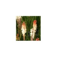 Kniphofia 'Orange Vanilla Popsicle' (Marie-Elise Liennard)