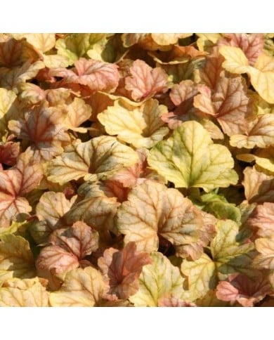 Heuchera 'Champagne' (Marie-Elise Liennard)